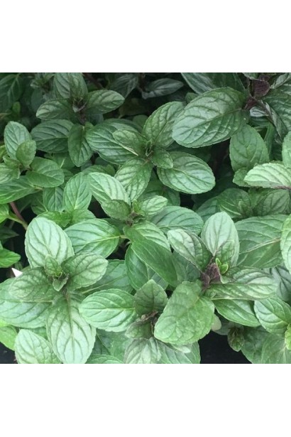 Ароматна м`ята з яскраво-зеленим листям